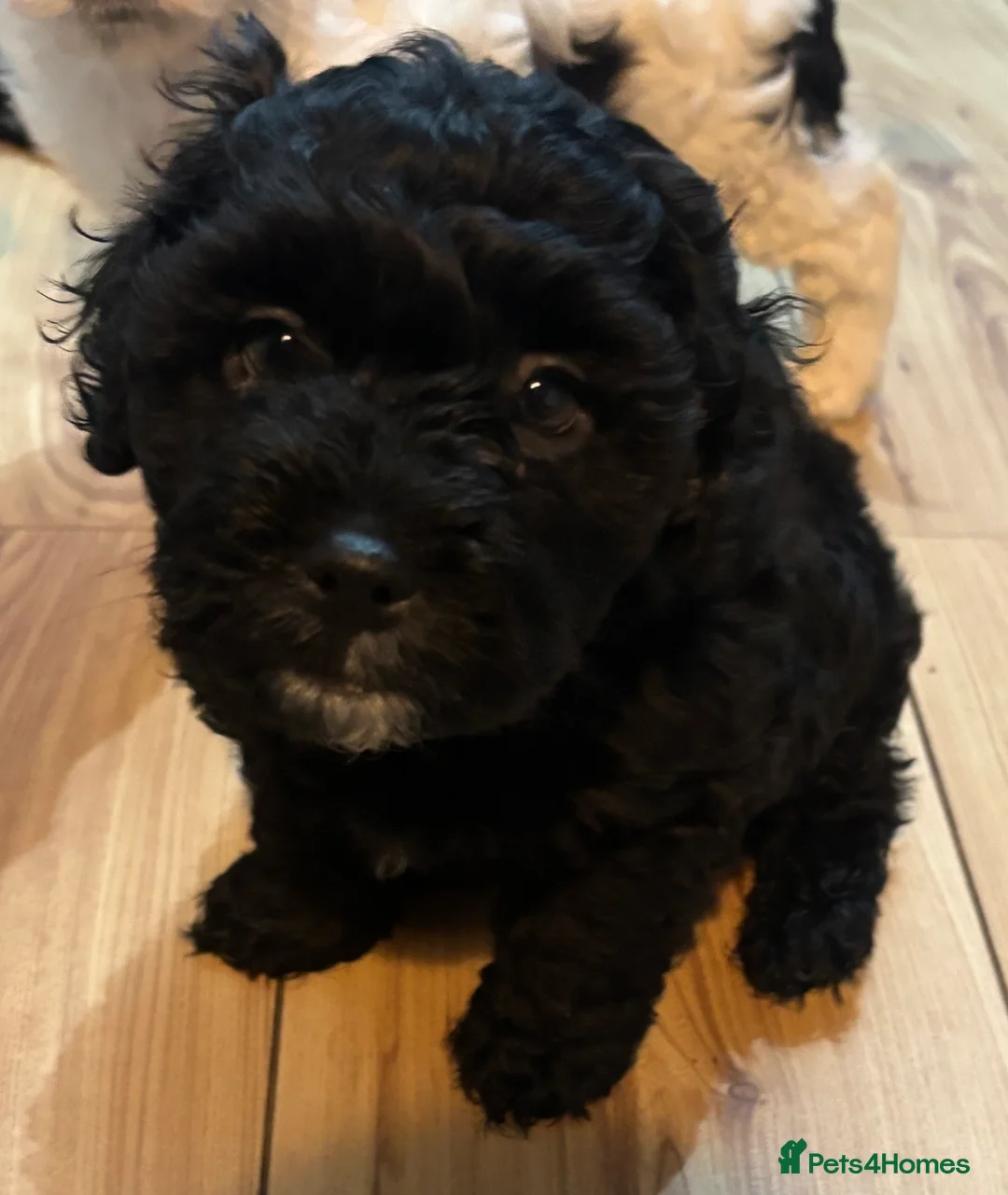 Mixed Breed dogs for sale: Shihpoo puppies - Advert 9