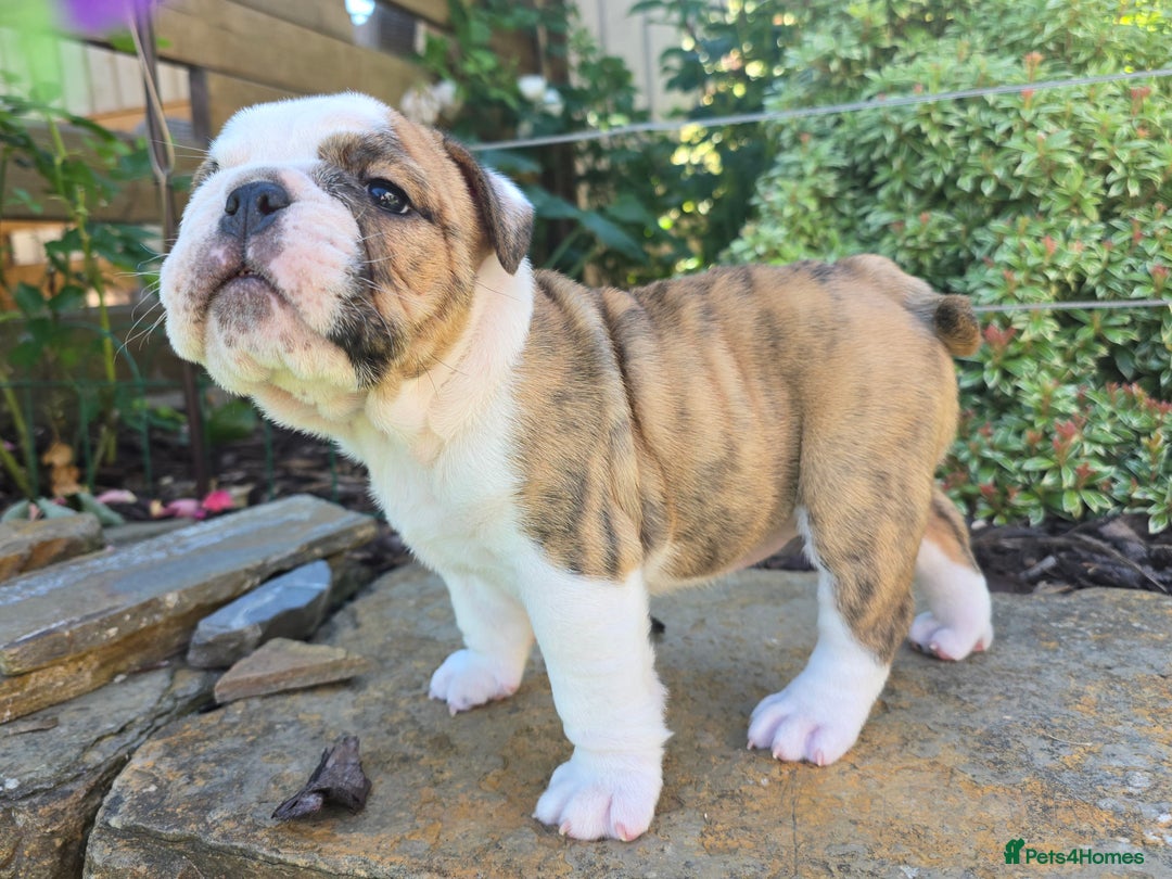 English Bulldog dogs for sale: Stunning English Bulldog Puppies  - Image 6