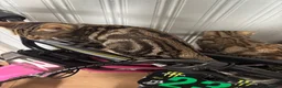 Bengal cats for sale: Gorgeous Bengal cross kittens  - Advert 4