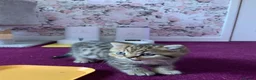 British Shorthair cats for sale: British Short Hair Kittens Purebred - Advert 11