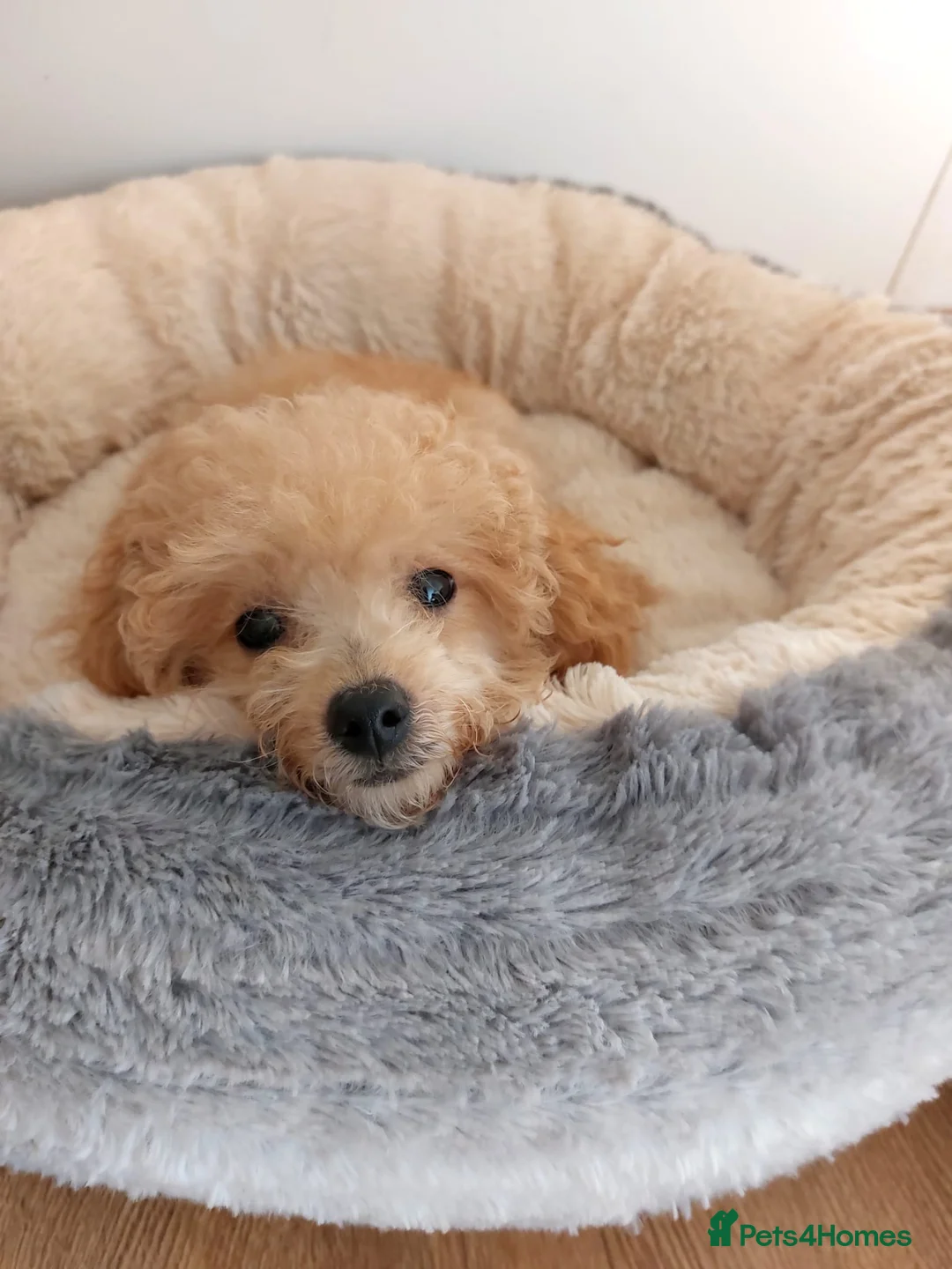 Toy Poodle dogs for sale: Asian Toy Poodle Girl in Bracknell - Advert 2