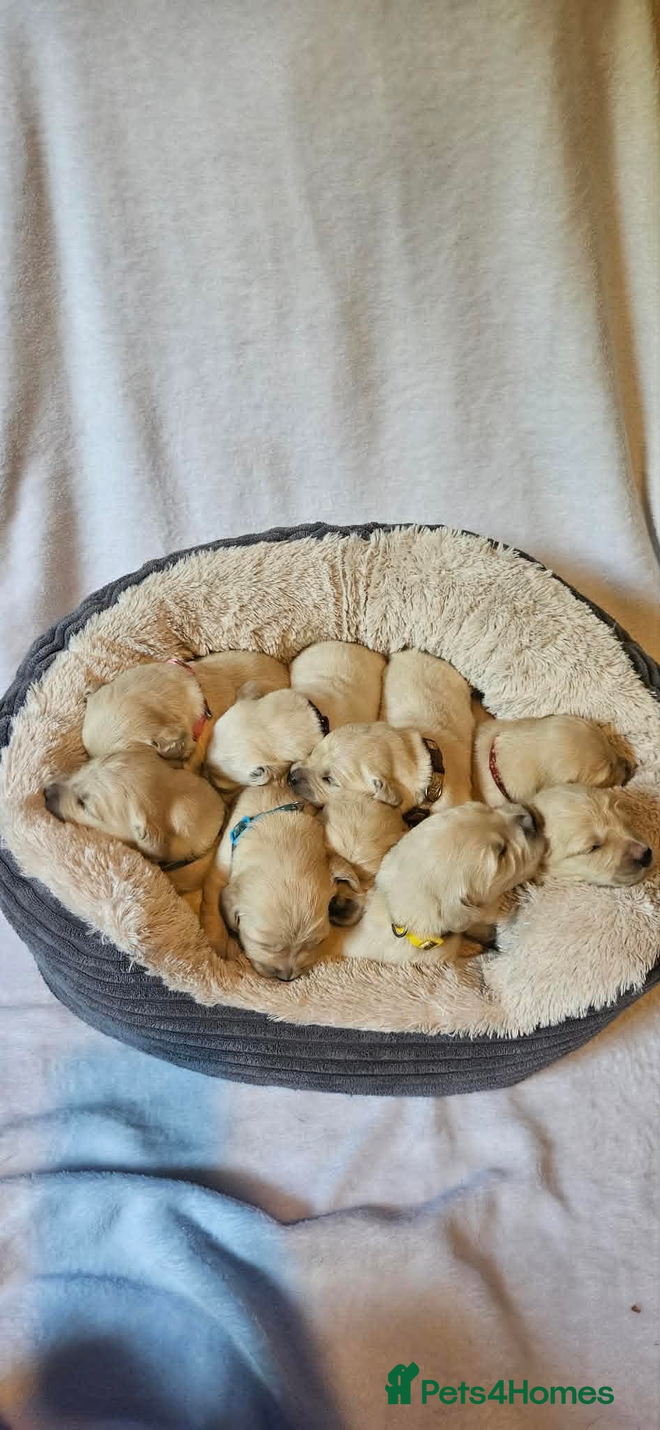 Golden Retriever dogs KC Registered Show Line Golden Retriever Puppies - Advert 2