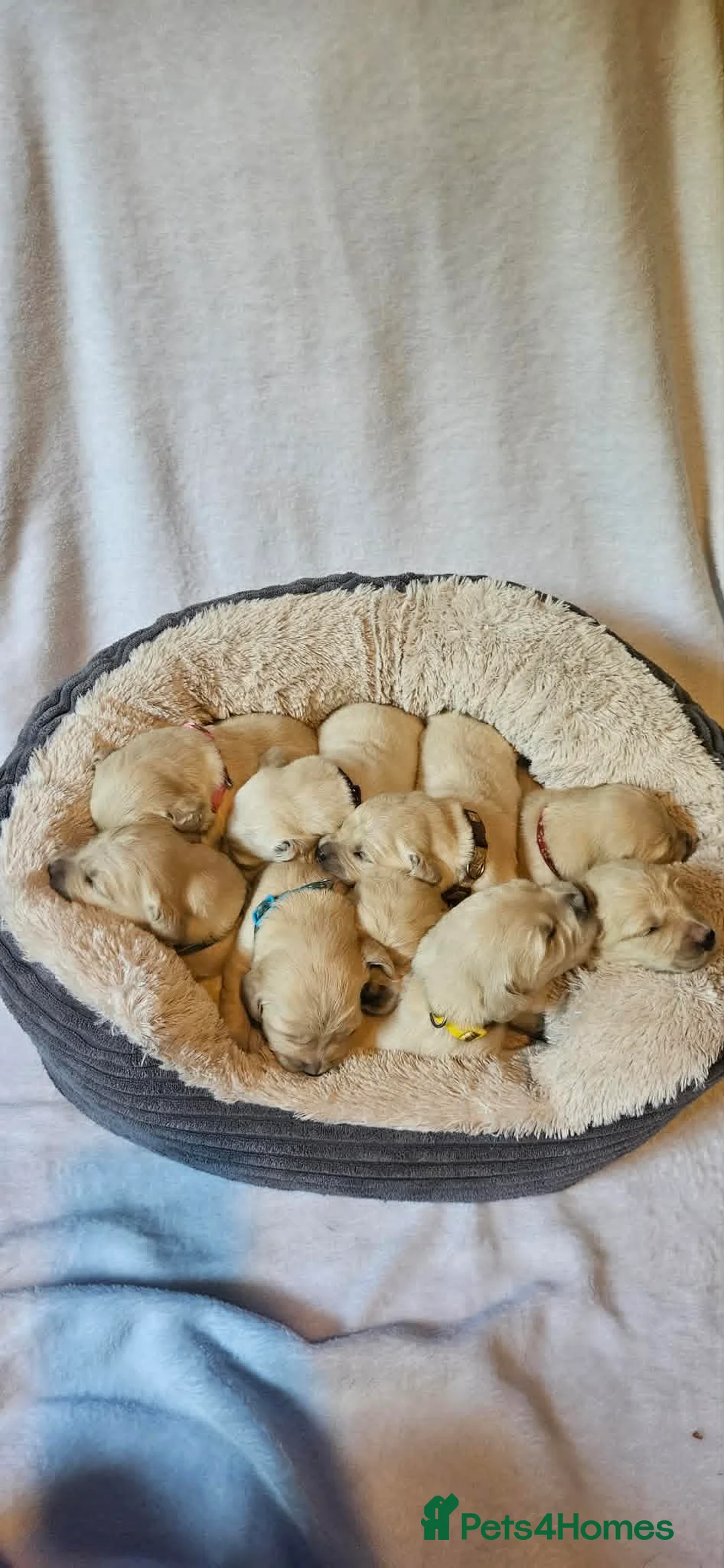 Golden Retriever dogs for sale: KC Registered Show Line Golden Retriever Puppies - Advert 2