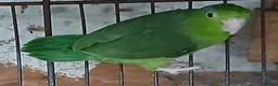 Mixed Breed birds for sale: Parrotlets Celestial  Parrotlets  - Advert 3