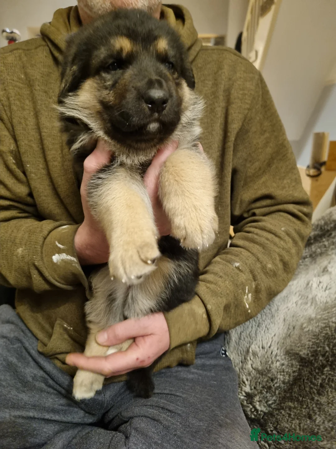 German Shepherd dogs for sale: 🔥🔥GERMAN SHEPHERD PUPS🔥🔥 - Advert 11