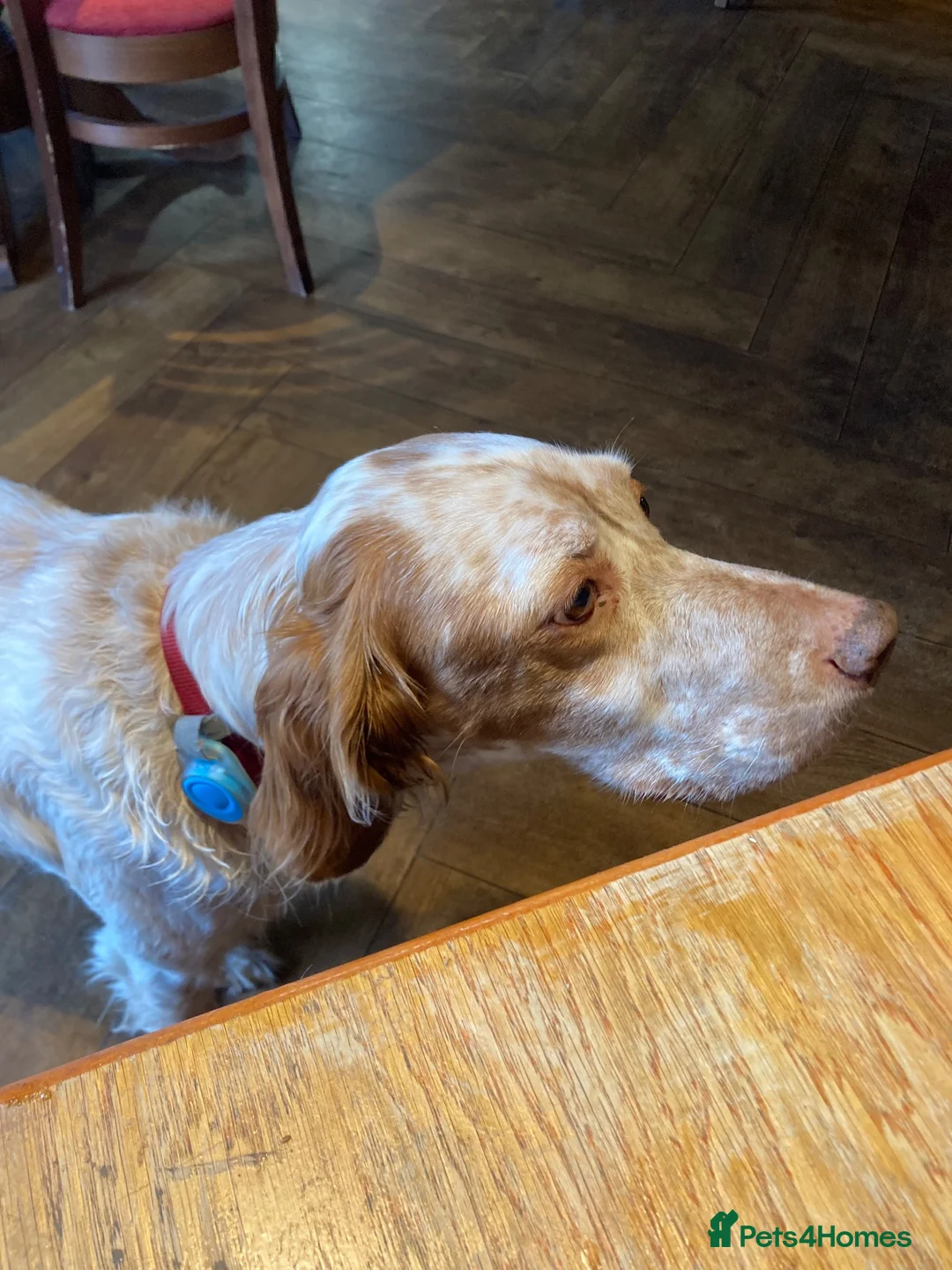 English Setter dogs for sale: Rare English Setter  in Great Yarmouth - Advert 14