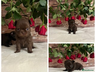 Chihuahua dogs Tiny kc reg babies! - Advert 1