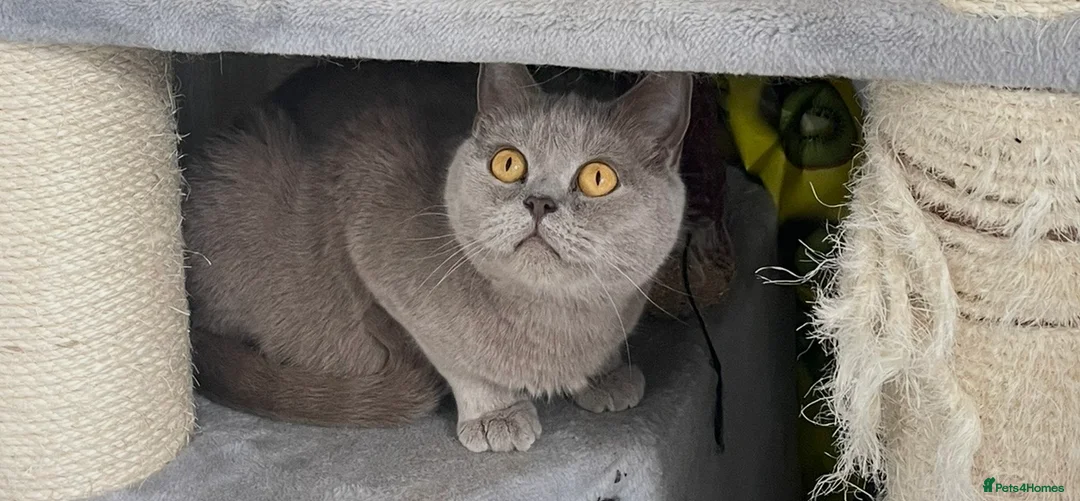 Mixed Breed cats for sale: Beautiful litter looking for forever homes ❤️ - Advert 5