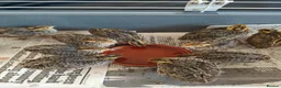 Quail poultry for sale: Young unsexed cortunix quails for sale in Leicester - Advert 3