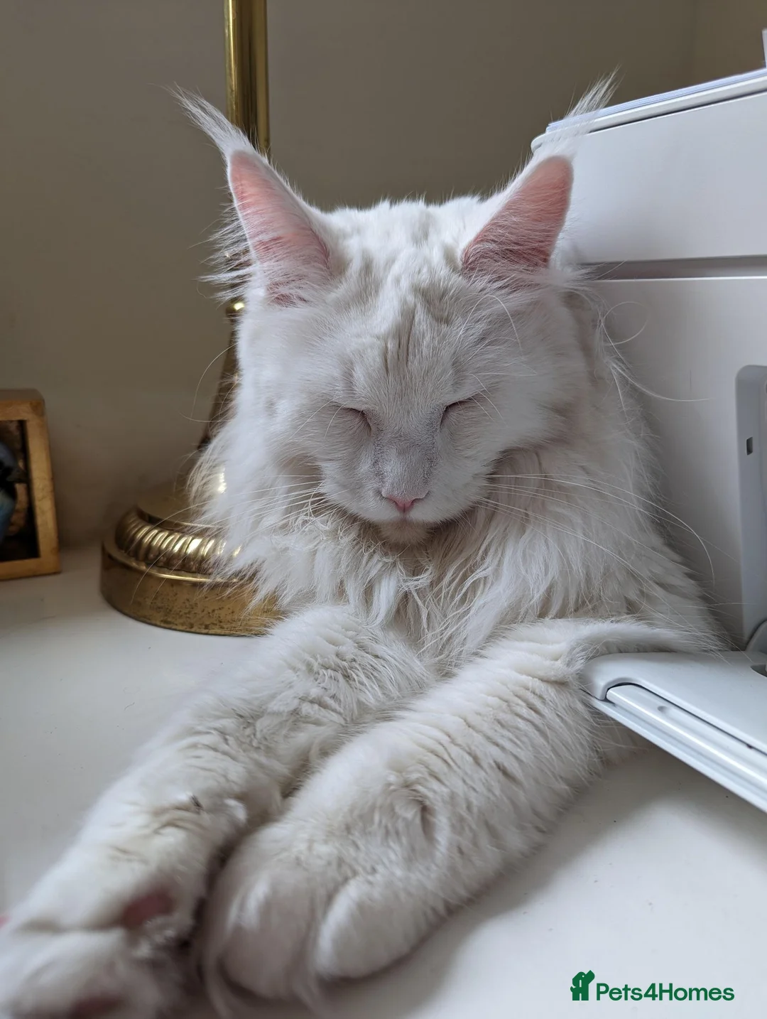 Maine Coon cats for sale: Beautiful Queen Snowy - Advert 2