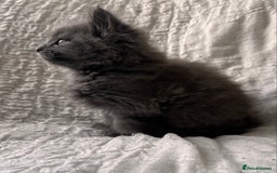 Maine Coon cats for sale: GORGEOUS MAINE COON KITTENS - Image 17