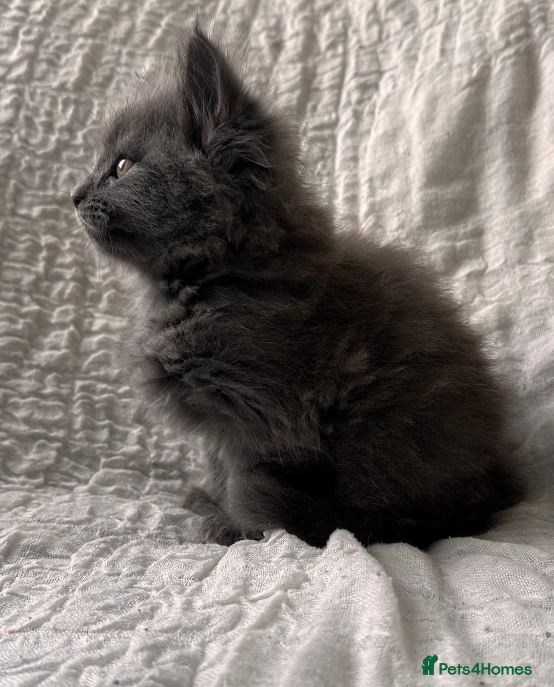 Maine Coon cats for sale: GORGEOUS MAINE COON KITTENS - Image 17