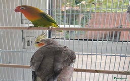 Cockatiels birds for sale: Selling 2 amazing cockatiels  - Image 9