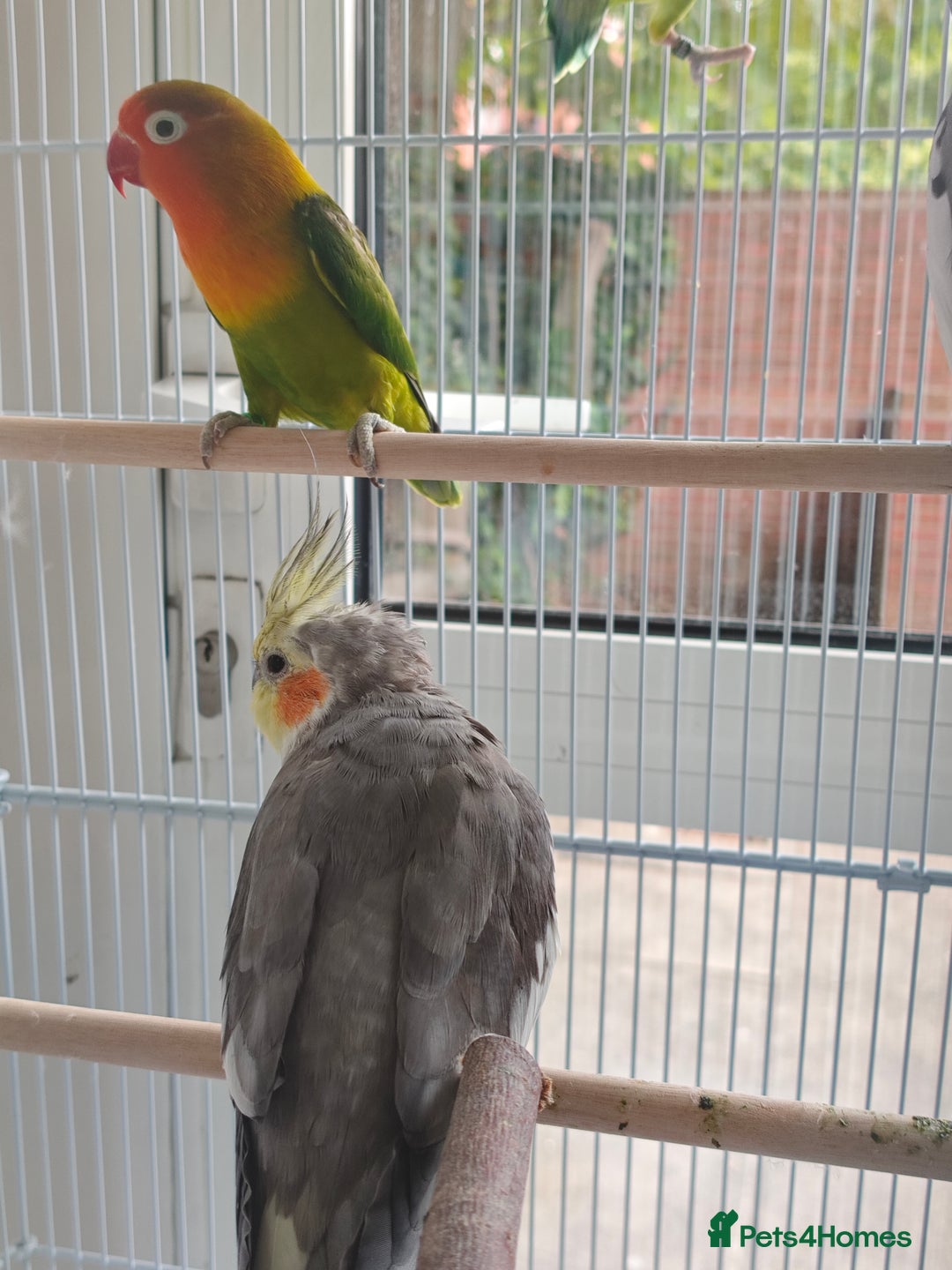 Cockatiels birds for sale: Selling 2 amazing cockatiels  - Image 9
