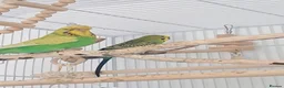 Budgerigars birds for sale: 2 budgies  - Advert 3