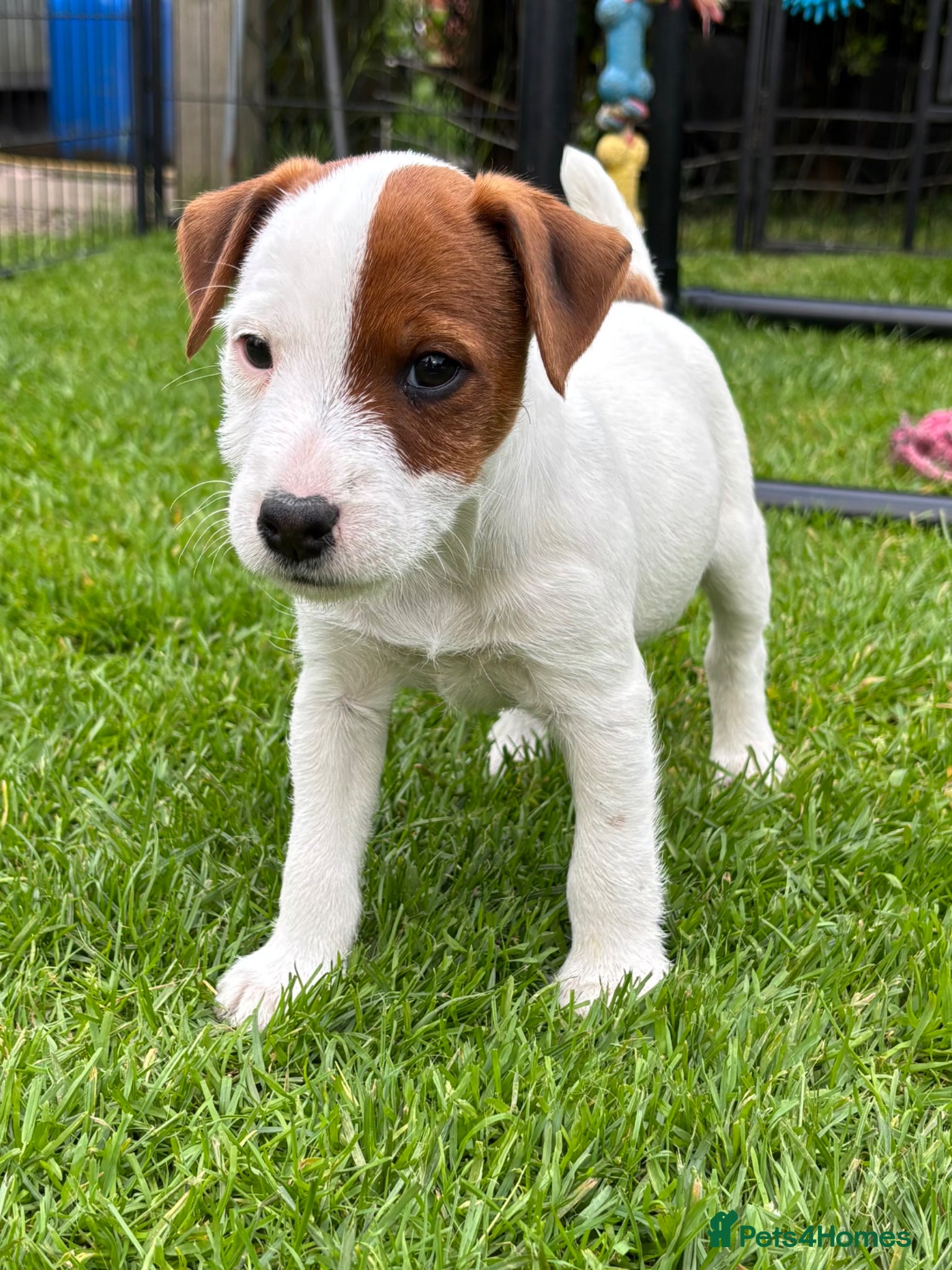 Jack Russell dogs KC Registered Jack Russell Puppies - Advert 1