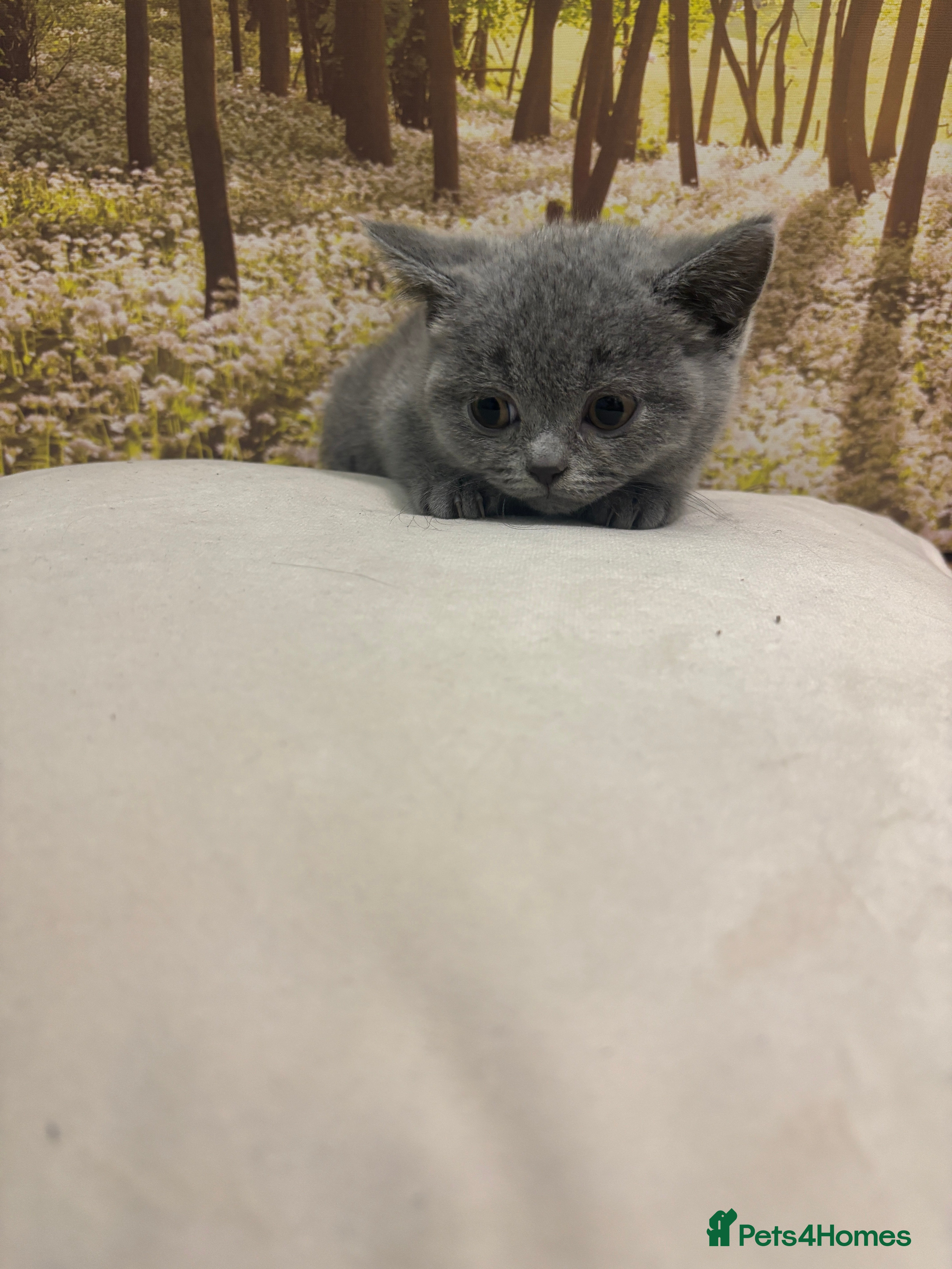 British Shorthair cats British shorthair kittens - Advert 14