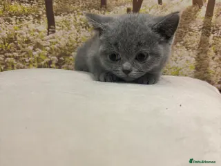 British Shorthair cats British shorthair kittens - Advert 14