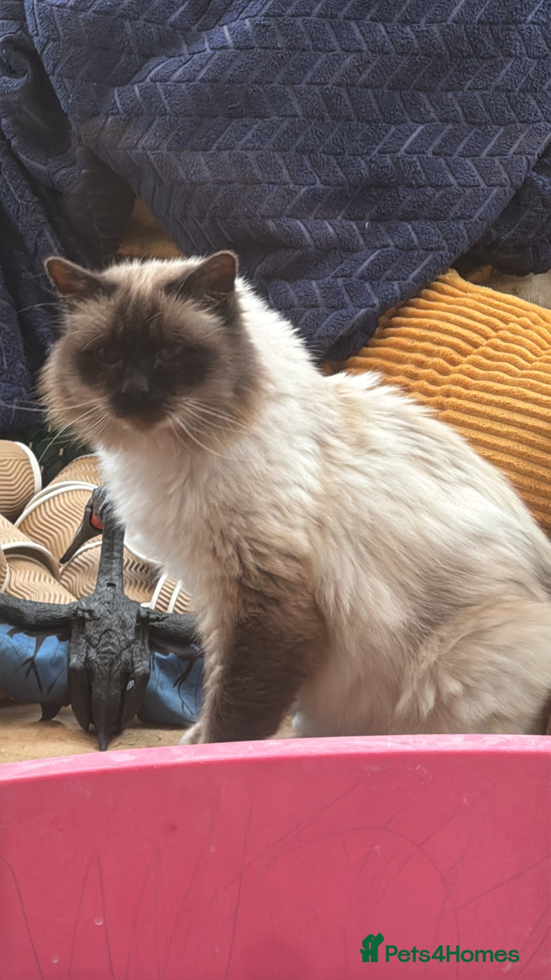 Birman cats for sale: Beautiful Seal Point Birman for sale  - Image 2