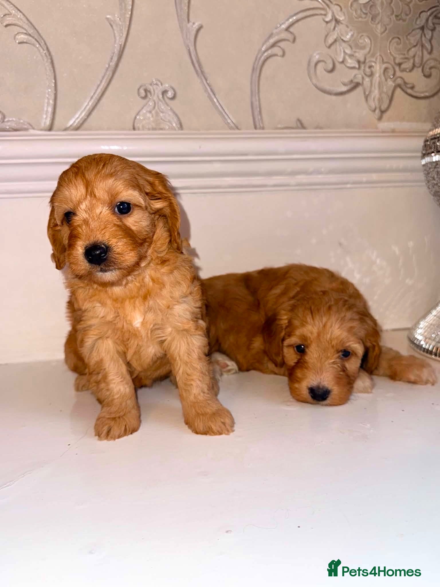Cavapoo dogs Cavapoo - Advert 1