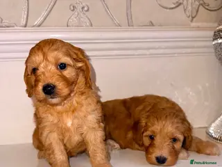 Cavapoo dogs Cavapoo - Advert 1