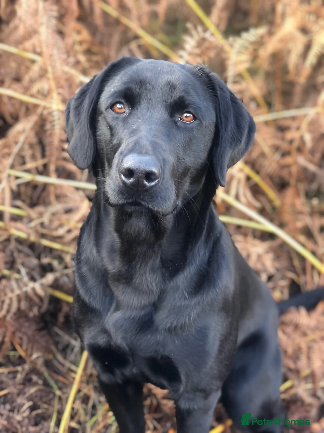 Labrador Retriever dogs for sale: Gorgeous Black family/Working Labrador Pups - Advert 2