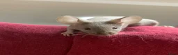 Mouse rodents for sale: Friendly fancy mice - Advert 7
