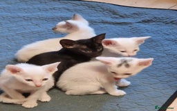 Mixed Breed cats for sale: Mixed breed kittens siamese cross Oriental  - Image 5