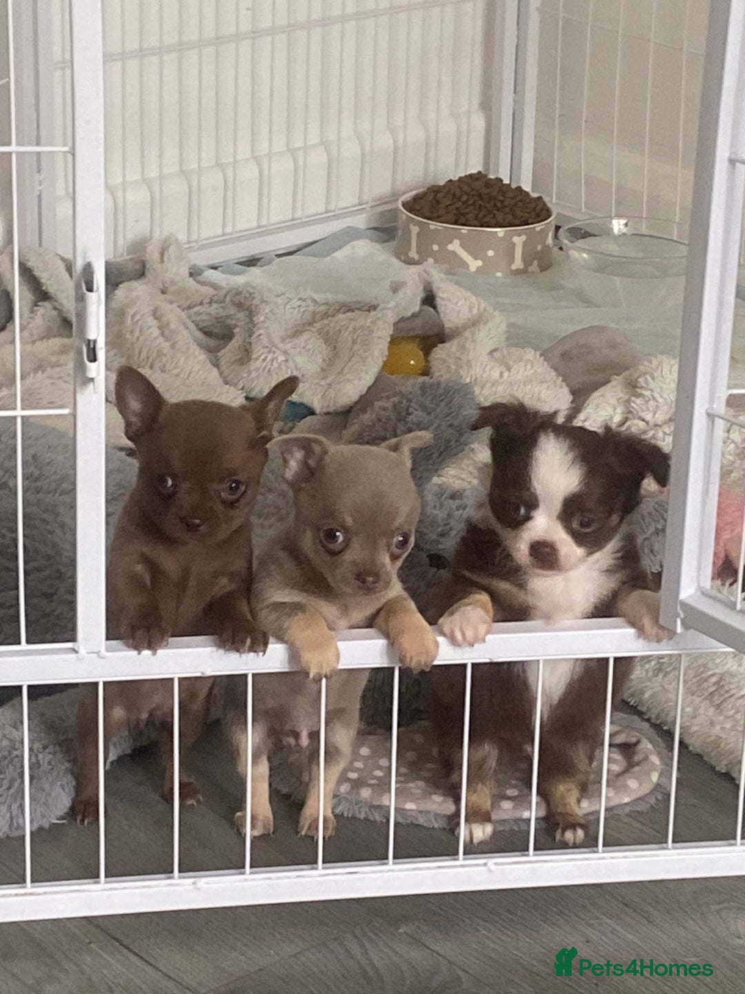 Chihuahua dogs for sale: ❌❌❌ Stunning Long Coat Chihuahua ❌❌❌ - Image 9
