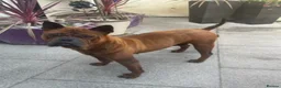 Chinese Red Dog dogs for sale: Pedigree Chongqing bitches - Advert 4