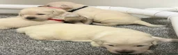 Golden Retriever dogs for sale: Beautiful healthy puppies - Advert 21