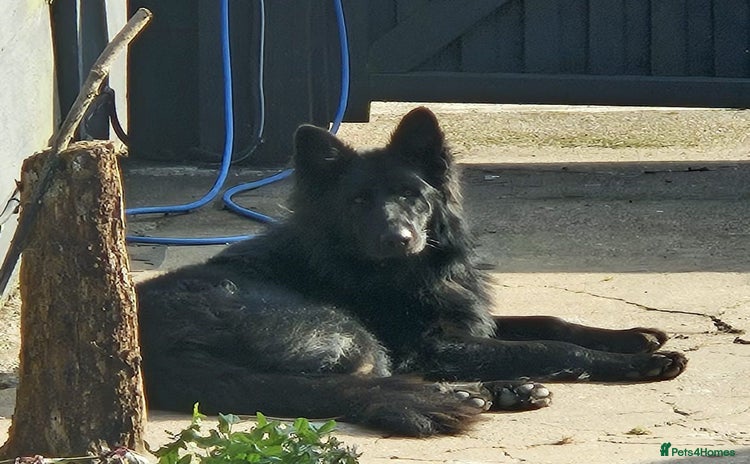 German Shepherd dogs 💙AXEL💙-A True Gentleman Looking for Home  - Advert 1