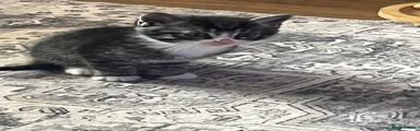 Mixed Breed Kitten 3