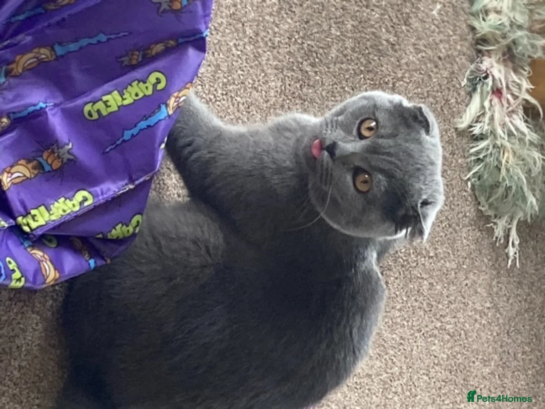 Scottish Fold cats for stud: FOLD AVAILABLE FOR STUD MANCHESTER THIS WEEK  in Salford - Advert 4