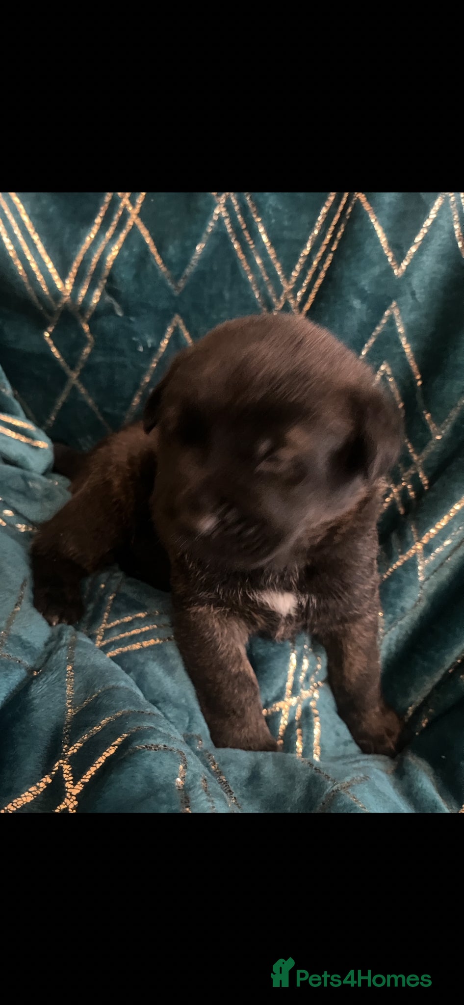 Mixed Breed dogs Akita Hybrid - Advert 17