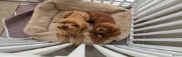 Cavalier King Charles Spaniel dogs for sale: Female cavalier and cavapoo for rehome - Advert 4