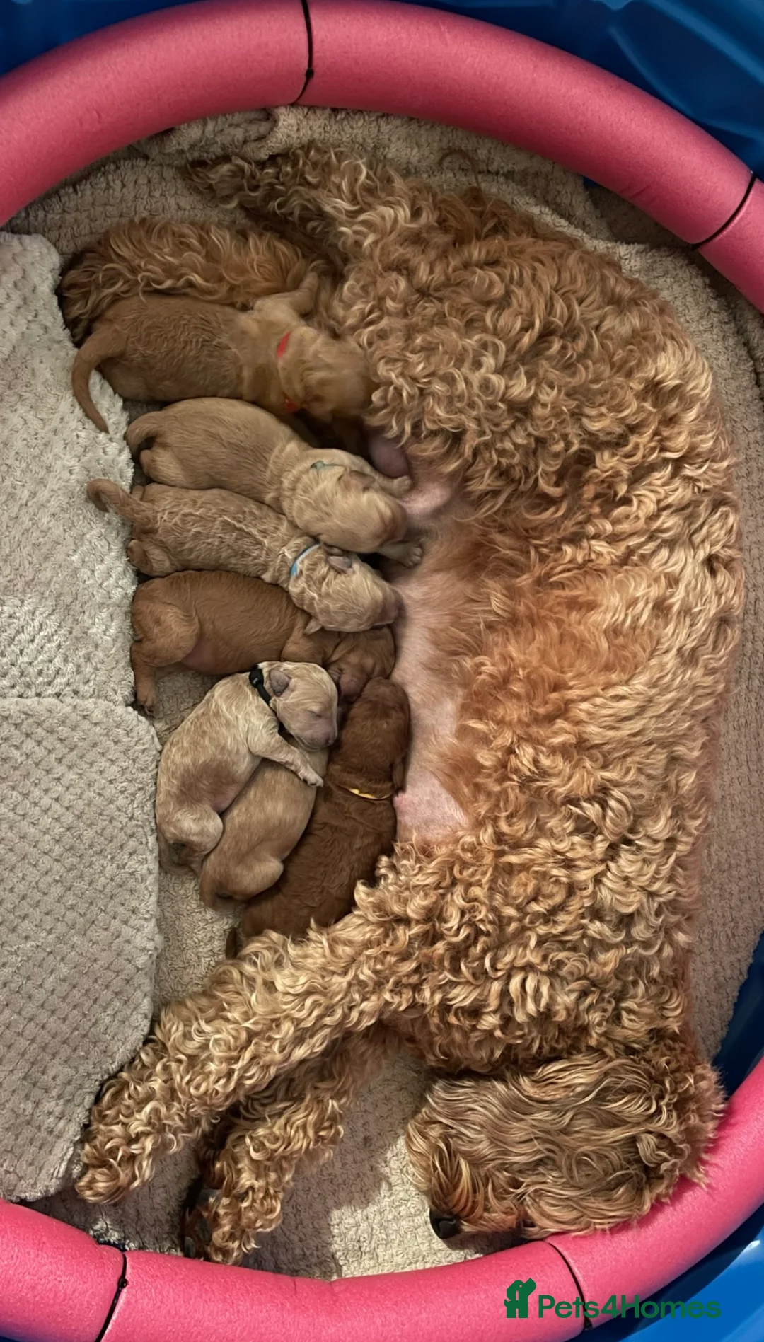 Labradoodle dogs for stud: Australian Labradoodle Stud (Health Tested) in Great Yarmouth - Advert 16