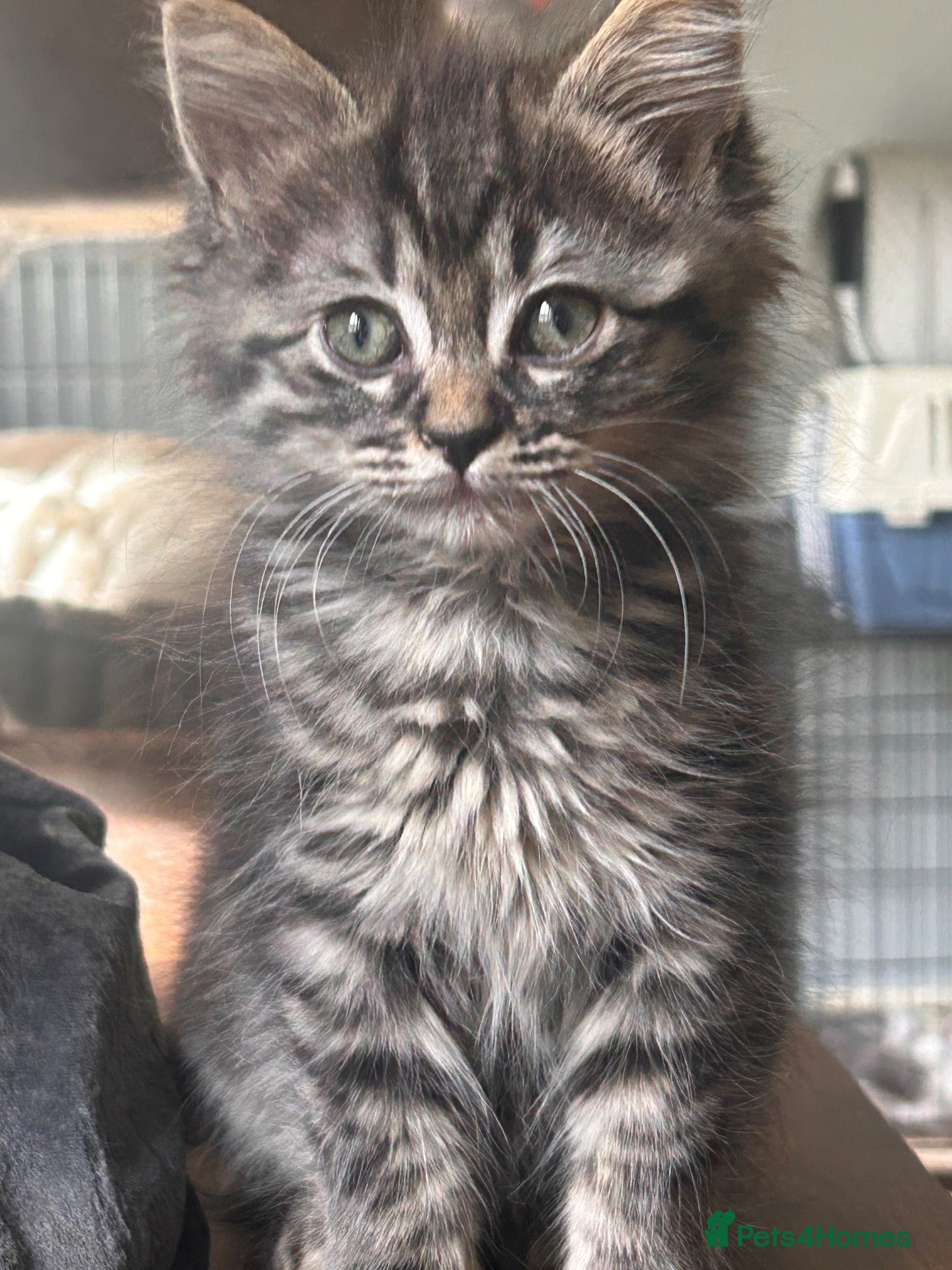 Mixed Breed cats Maine coon x ragdoll last 3 kittens available  - Advert 3