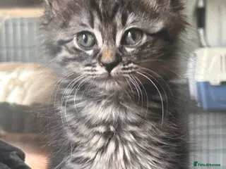 Mixed Breed cats Maine coon x ragdoll last 3 kittens available - Advert 3