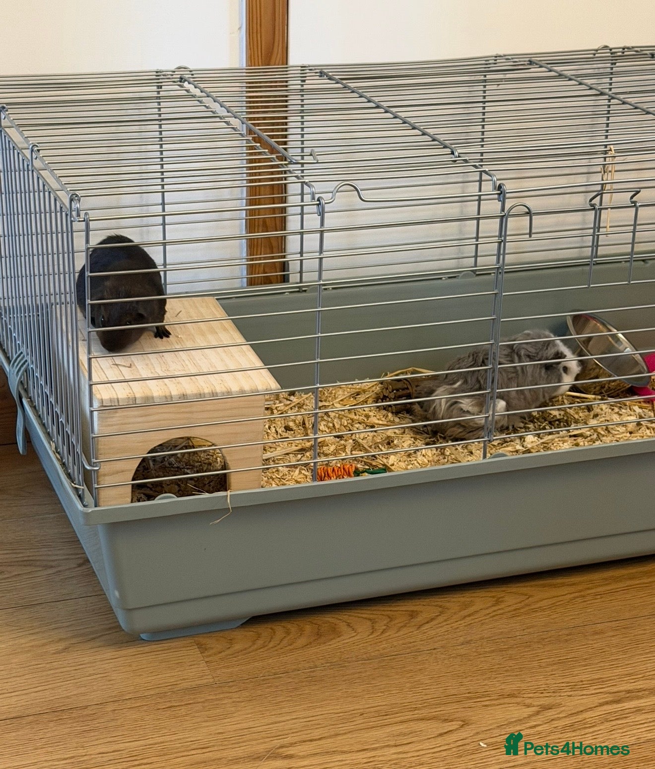Guinea Pig rodents 2 male guinea pigs - Advert 3