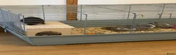 Guinea Pig rodents for sale: 2 male guinea pigs - Advert 1