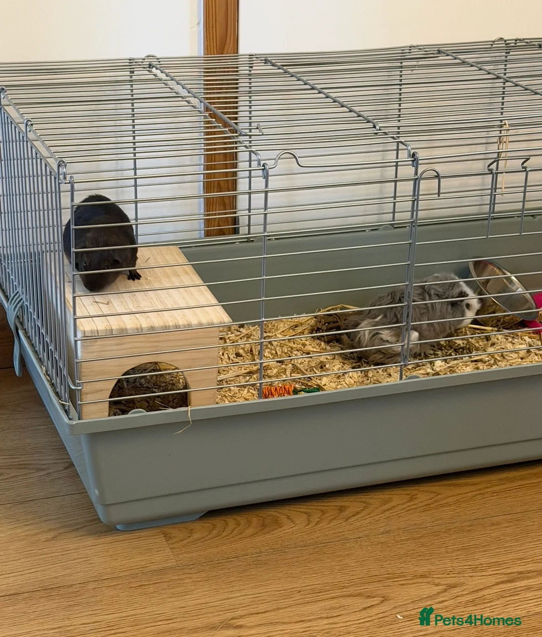 Guinea Pig rodents for sale: 2 male guinea pigs - Advert 1