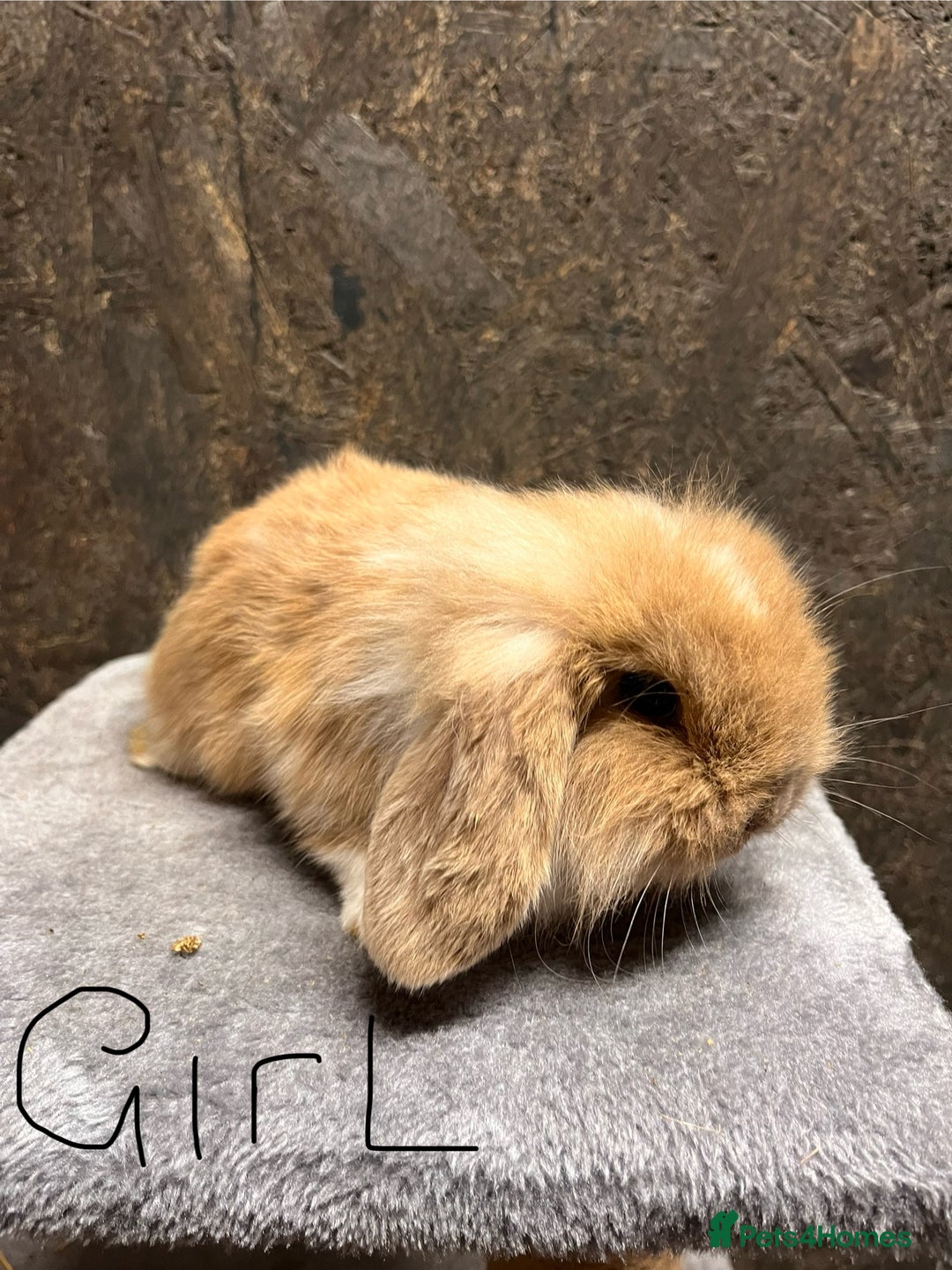 Mini Lop rabbits for sale: Mini lop  - Advert 10