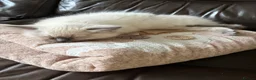 Ragdoll cats for sale: GCCF Registered Pedigree Ragdoll Kittens in Bristol - Advert 6