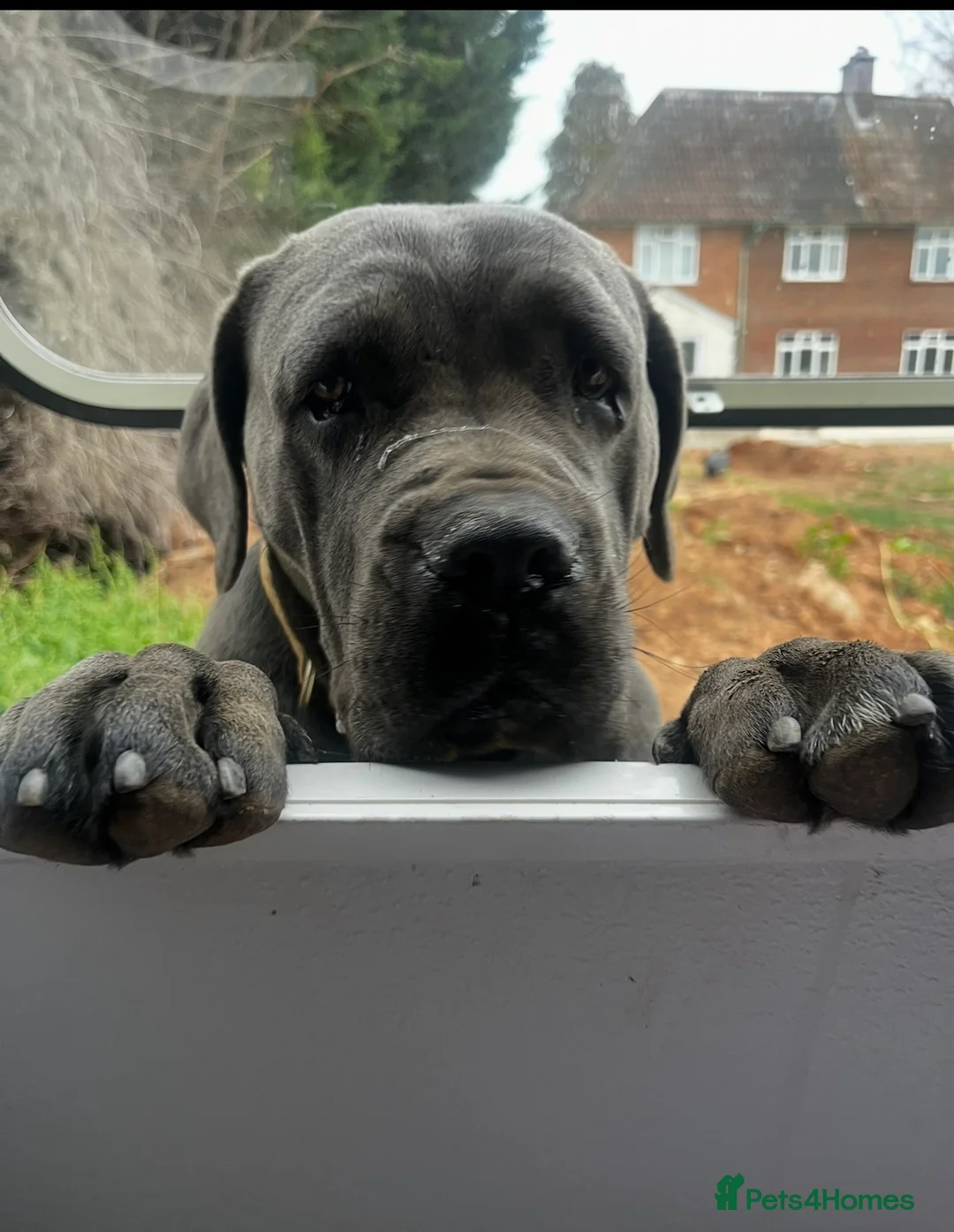 Cane Corso dogs for sale: 12 cane corso pups  - Advert 2