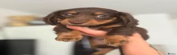 Miniature Dachshund dogs for sale: Beautiful rare miniature Daschunds. Pure 🧬  - Advert 4