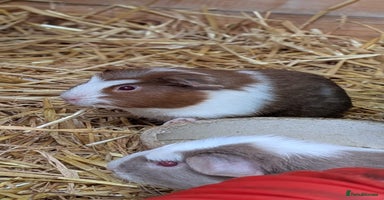 Guinea Pig rodents - Advert 7