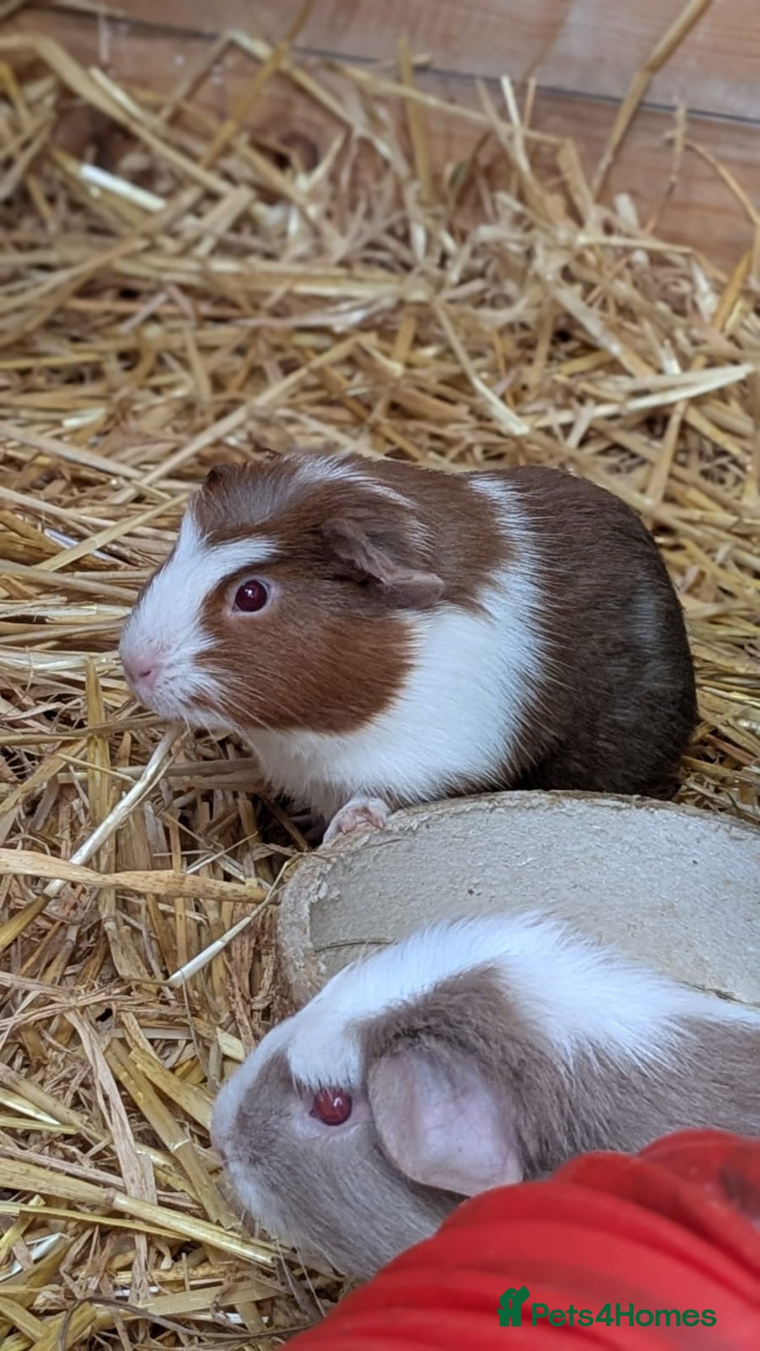 Guinea Pig rodents for sale: Gorgeous male piggies  - Image 2