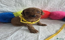 Goldendoodle dogs for sale: 👑Superb Rare Toy/Mini Deepest Red Goldendoodles👑 - Image 6