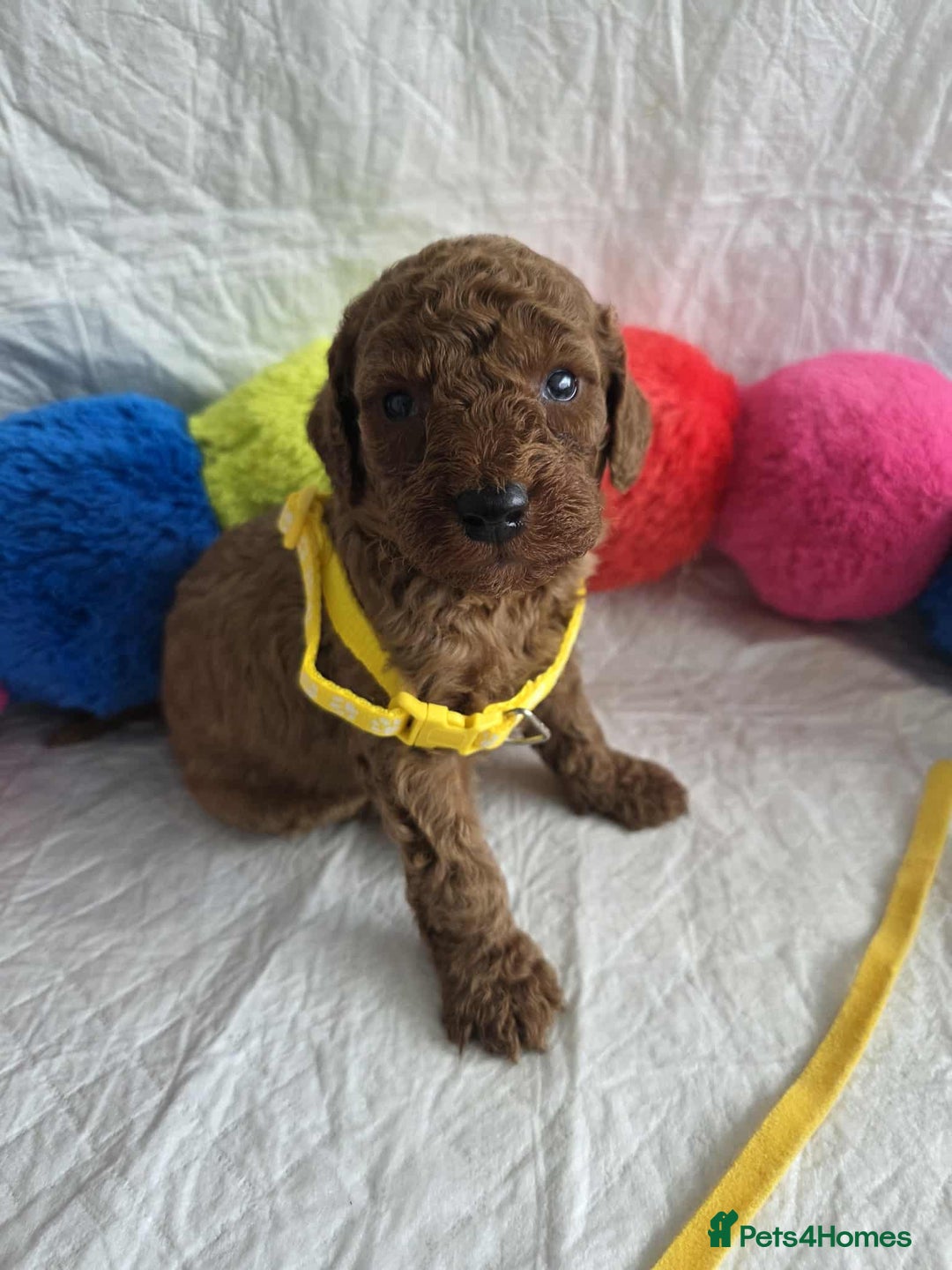 Goldendoodle dogs for sale: 👑Superb Rare Toy/Mini Deepest Red Goldendoodles👑 - Image 6